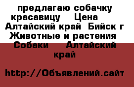 предлагаю собачку красавицу. › Цена ­ 0 - Алтайский край, Бийск г. Животные и растения » Собаки   . Алтайский край